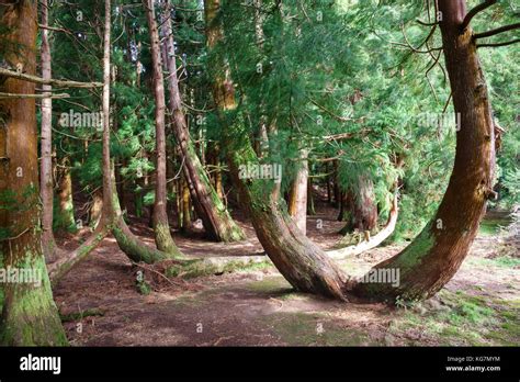 Mysterious pine tree forest Stock Photo - Alamy