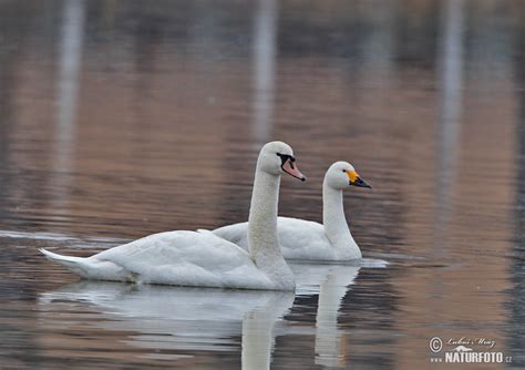 Tundra Swan Photos, Tundra Swan Images, Nature Wildlife Pictures | NaturePhoto