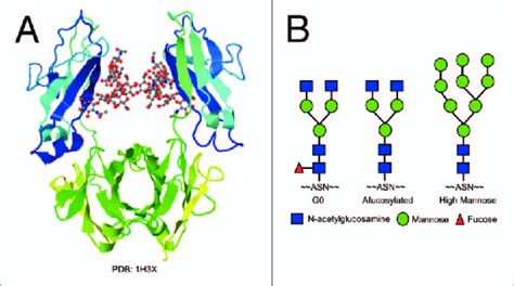 (A) Crystal structure of the Fc region of an IgG1 antibody with glycan... | Download Scientific ...