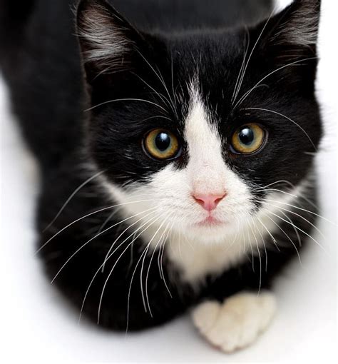 Tuxedo Kitten by Josh Norem / 500px in 2020 | Tuxedo kitten, Cute ...