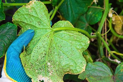 9 Cucumber Pests You Need To Watch Out For