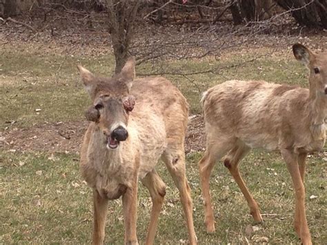 A deer with fibromatosis, which wouldn't normally affect the deer. But, with the growths near/or ...