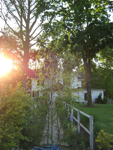 view through the birch tree at sunset | Birch tree, Tree, Plants