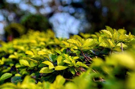 Beautiful gardens of #agnigarh #tezpur #sonitpur #assam #i… | Flickr