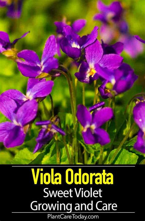 Viola Odorata: Learn Sweet Violet Growing and Care