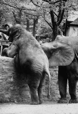 The Circus "NO SPIN ZONE": Bronx Zoo Elephant House