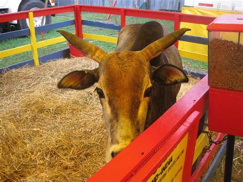 2021 Saratoga County Fair - Tuesday, Jul 20, 2021 until Sunday, Jul 25 ...