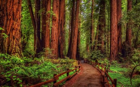 Redwoods Backgrounds and Wallpapers (65+ images)