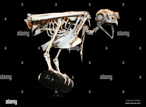 Owl Skeleton Stock Photo - Alamy