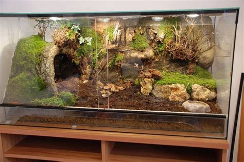 mybeardeddragon.info | Gecko vivarium, Leopard gecko habitat, Reptile terrarium