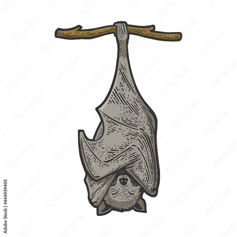 Sleeping bat hanging upside down color line art sketch engraving vector illustration. T-shirt ...