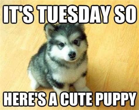 Happy Tuesday Dog Meme