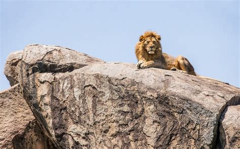 Lion On Rock Drawing