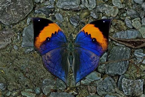 India set to get its 'national butterfly' | India News - Times of India