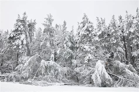 In the Pines: Northern Michigan Snow Storm