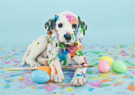 Easter Dog Wallpapers - Top Free Easter Dog Backgrounds - WallpaperAccess