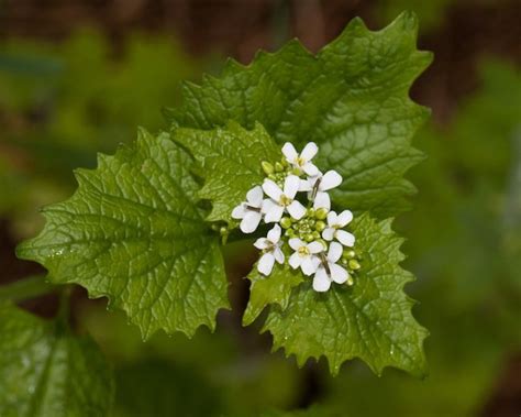 Mustard~"GARLIC" MUSTARD~Seeds!!!~~~~Delicious Addition!