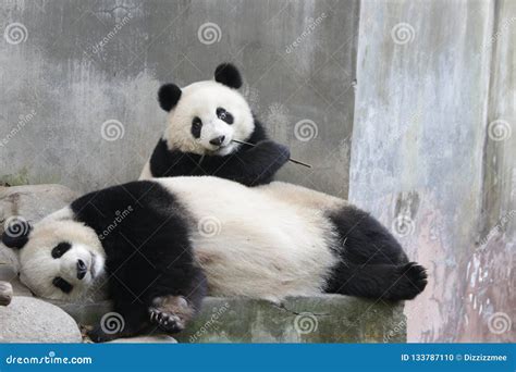 Precious Moment of Mother Panda and Her Cub Stock Photo - Image of ...