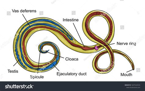 Trichuris Trichiura Labeled