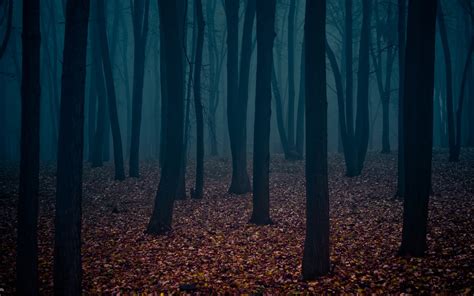 trees, Cold, Forest, Alone Wallpapers HD / Desktop and Mobile Backgrounds