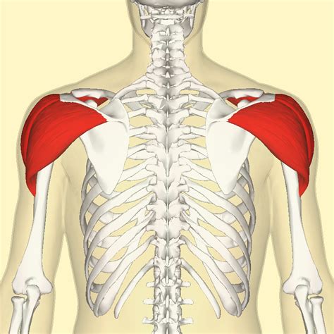 File:Deltoid muscle back.png - Wikimedia Commons