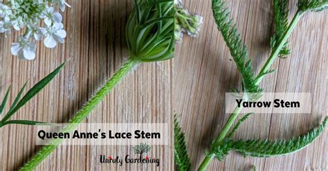 Differences Between Yarrow & Queen Anne's Lace - Unruly Gardening