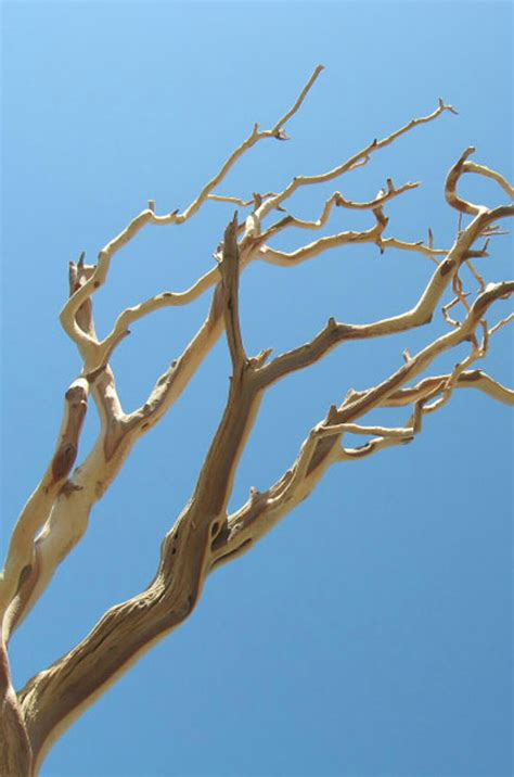 Manzanita Branches Sanded 21-38" Natural