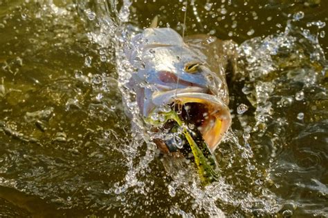 Sunset Fishing in Mobile Bay, Alabama — Tailspotting Adventures