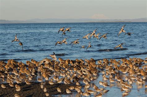 Shorebirds, Spring Migration Stop Photograph by Ken Archer - Fine Art America