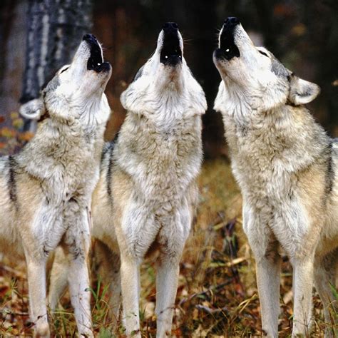 # Wölfe # Wolves # Rudel # Heulen Wolf Love, Grey Wolf, Spirit Animal Quiz, Whats Your Spirit ...