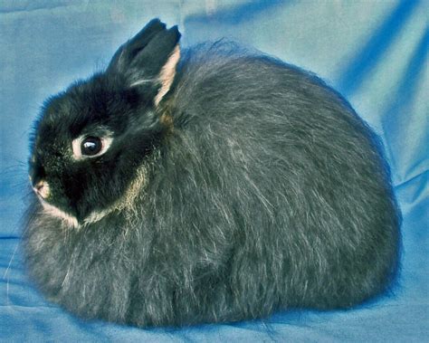 Jersey Wooly | Jersey Wooly Rabbit Breeds, Rabbit Photos, Wild Rabbit ...