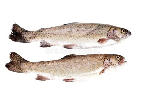 Fresh rainbow trout fish stock photo. Image of health - 24693038