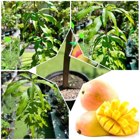Mango tree Care in Sydney (Watering, Fertilize, Pruning, Propagation)