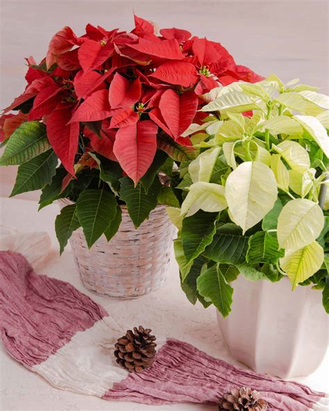 December Plant: Poinsettia - In Bloom Florist Blog