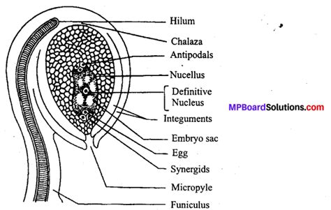 MP Board Class 12th Biology Solutions Chapter 2 Sexual Reproduction in ...