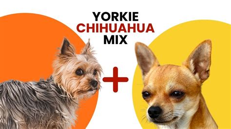 Yorkie Chihuahua Mix AKA Chorkie - YouTube