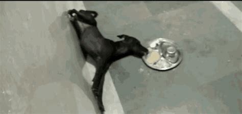 Lazy Dog GIF - Lazy Dog - Discover & Share GIFs