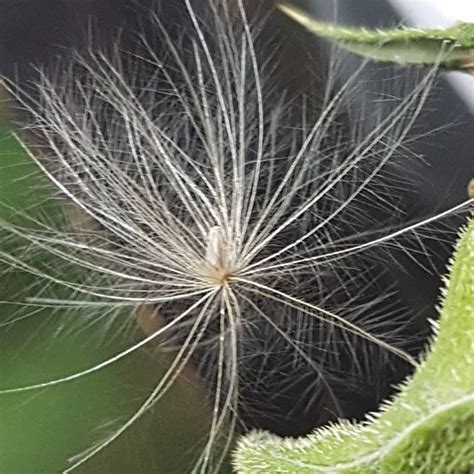 Thistle seed up close #thistleseedhead #thistleseed #thistle # ...