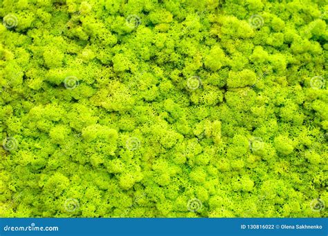 Reindeer Moss Wall, Green Wall Decoration Made of Reindeer Lichen Stock ...