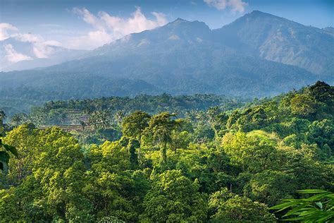 5 Countries With the Largest Rainforest Coverage - WorldAtlas