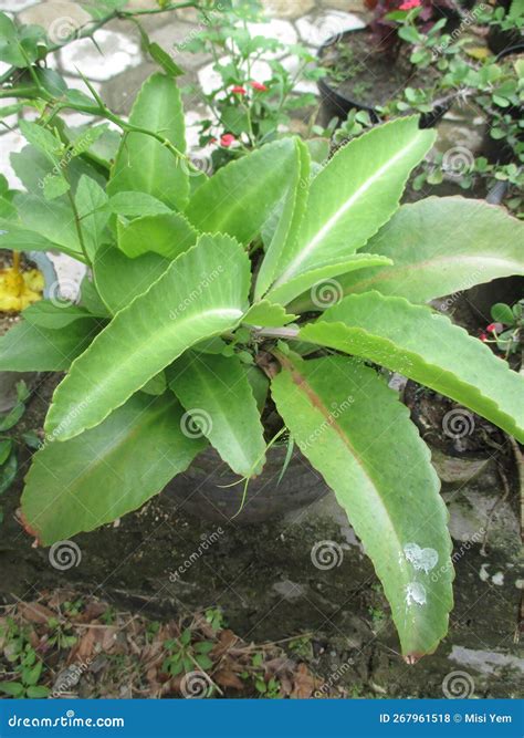 Photo stock photo. Image of flower, food, garden, branch - 267961518