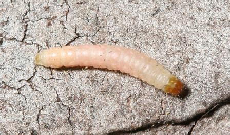 Benavidez blog: moth larvae