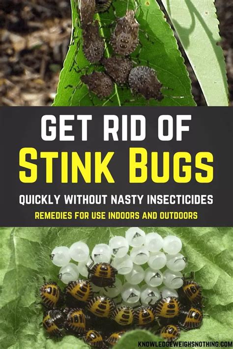 Effective Stink Bug Home Remedies For Home & Yard in 2020 | Stink bugs ...