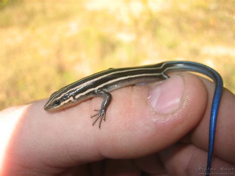 Common Five-Lined Skink (Plestiodon fasciatus) - Psychotic Nature