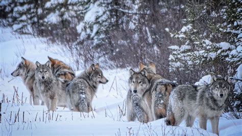 No Habitat Protection for Caribou, Just more Dead Wolves and Cougars ...