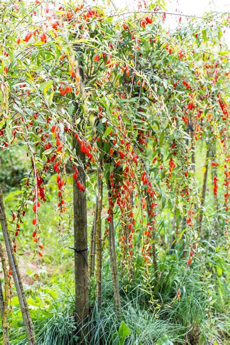 U-Pick Goji Berry Farm at Taves Farm in Abbotsford | Foodgressing