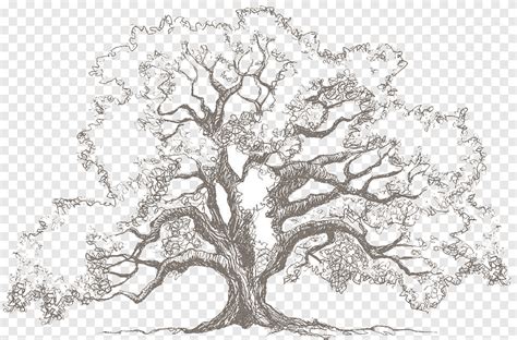 Dibujo bosquejo de roble, arbol, pintura de acuarela, lápiz png | PNGEgg