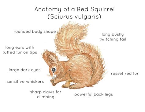 Red Squirrel Anatomy Poster by Teach Simple