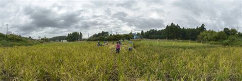 Harvest of rice plant3 360 Panorama | 360Cities