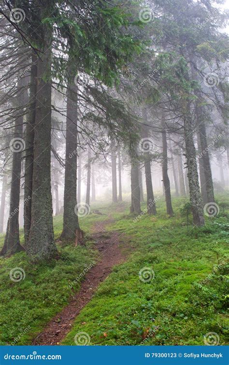 Hiking Trail through the Misty Pine Forest Stock Image - Image of autumn, landscape: 79300123